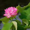 蓮  　IMG-250725
