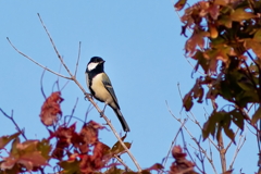 シジュウカラ    　IMG-251017