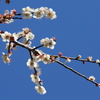 里山にて２　IMG_５