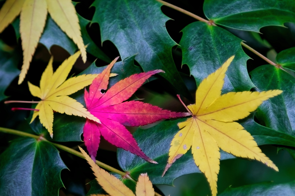 モミジ　　IMG-25128