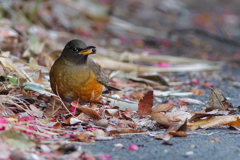 アカハラ　　IMG-260309