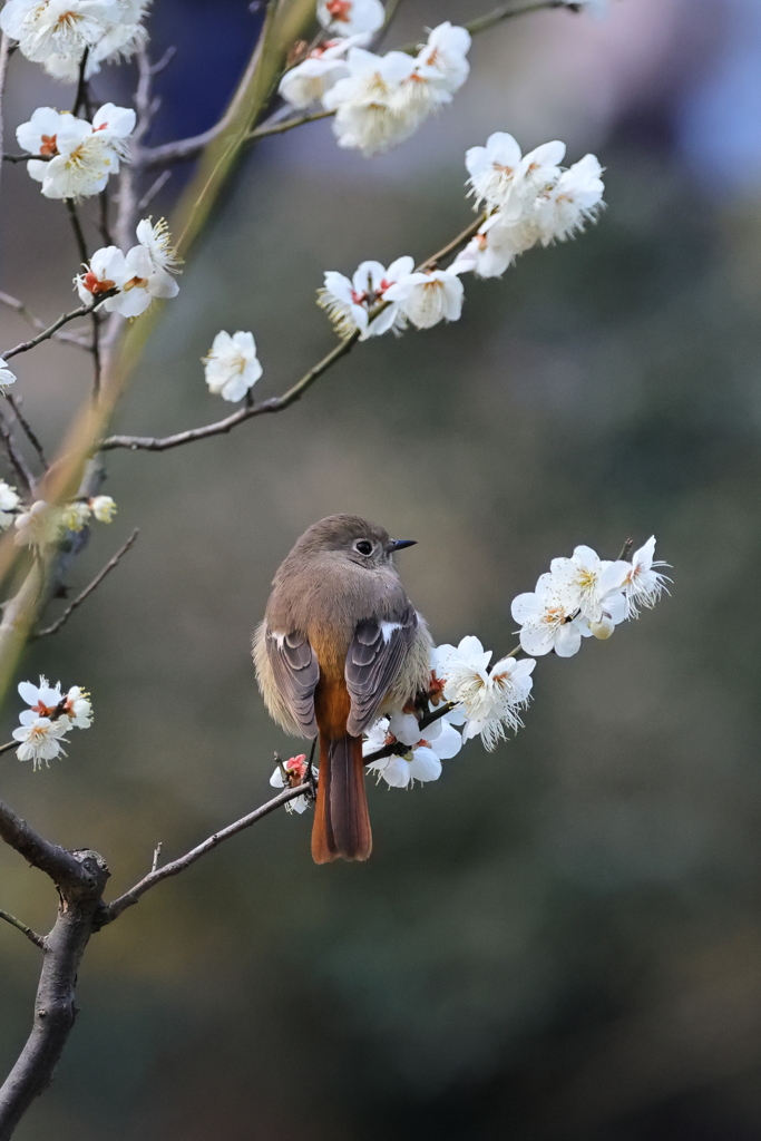 春の景色③　IMG-0225