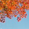 紅葉　IMG-231125