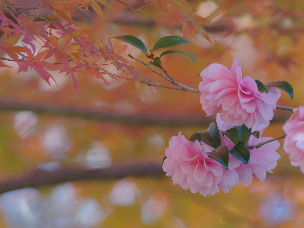 椿　　IMG-250108