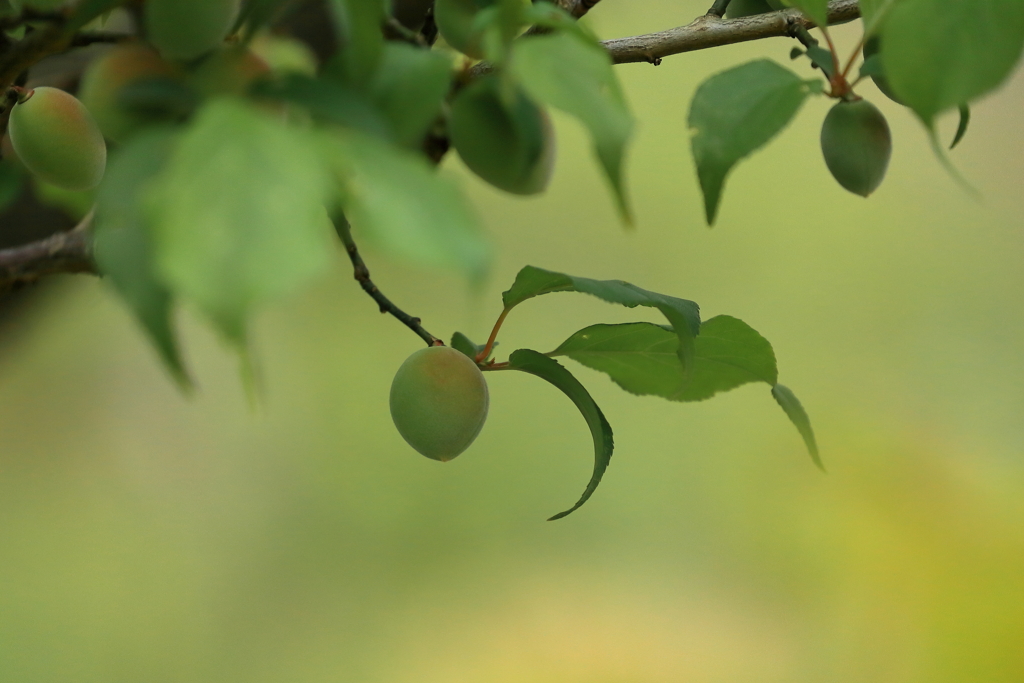 梅　IMG_0421-1
