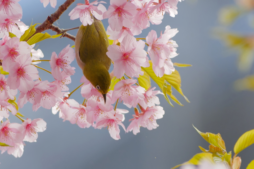 メジロ　　IMG-250328