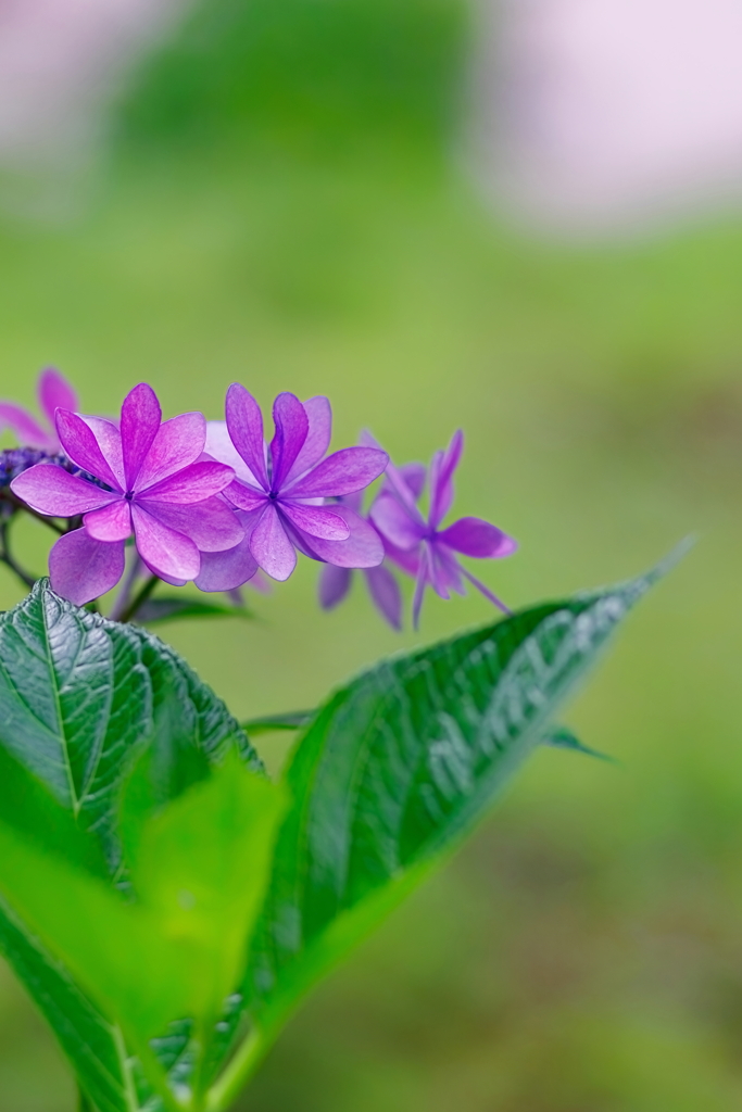 アジサイ   　IMG-250625