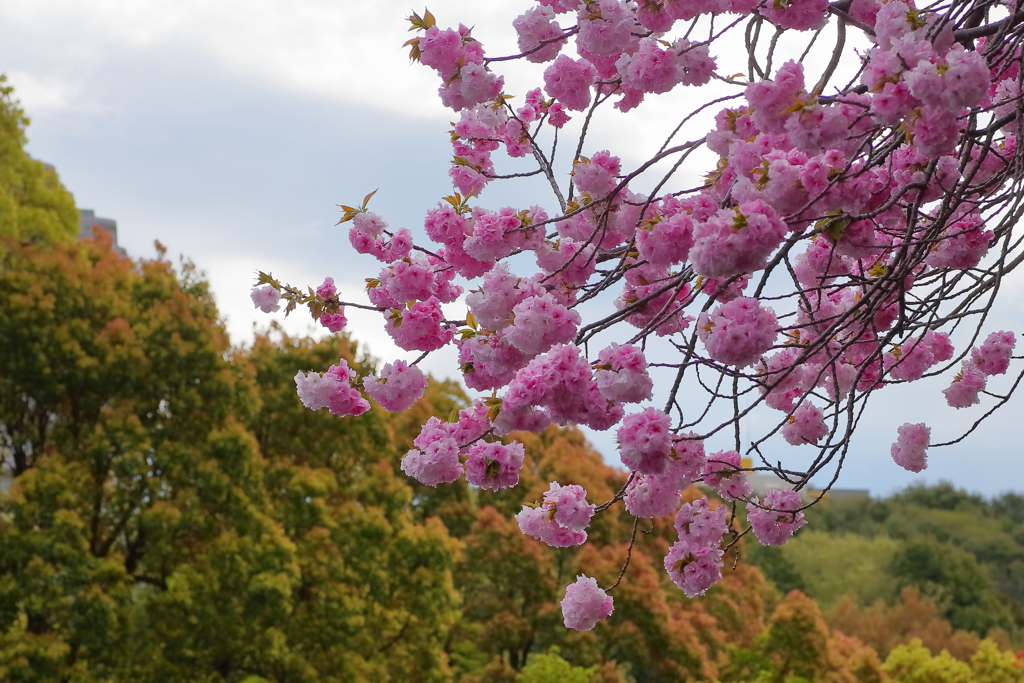 八重桜　IMG_0424