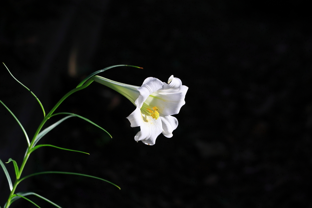 名残　　　IMG-1126