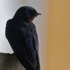 ツバメ    　IMG-0709
