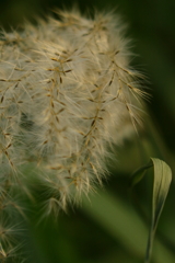 秋　IMG_1
