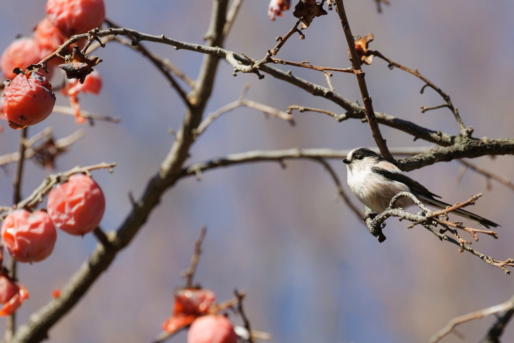 エナガ   　IMG-260114