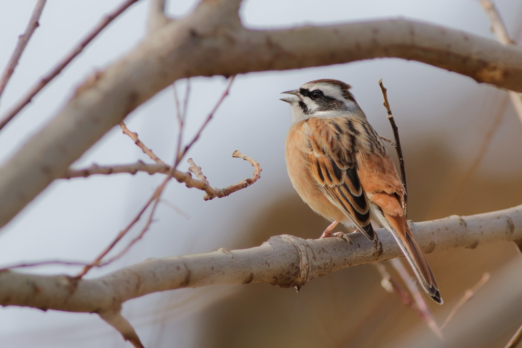 ホウジロ　　IMG-250302