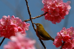 桜（メジロ）　IMG_8