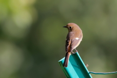 ジョウビタキ　　IMG-251106