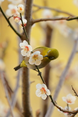 メジロと梅  　IMG_3