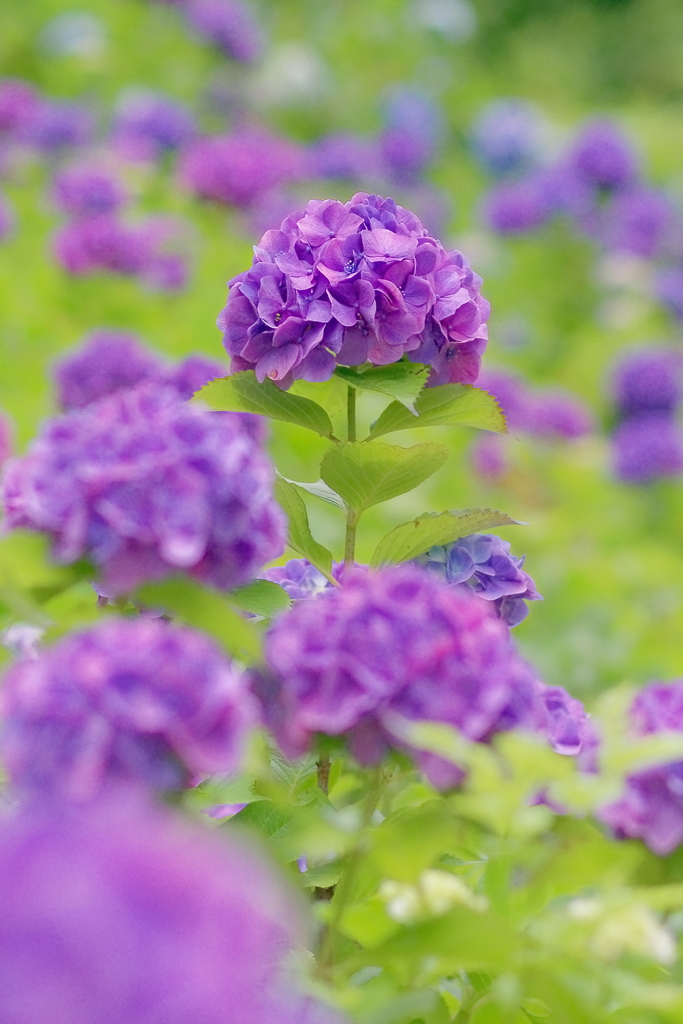 アジサイ   　IMG-250709