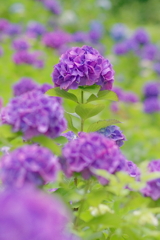 アジサイ   　IMG-250709