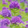 アジサイ   　IMG-250709
