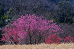 里山　　IMG-25328