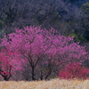 里山　　IMG-25328
