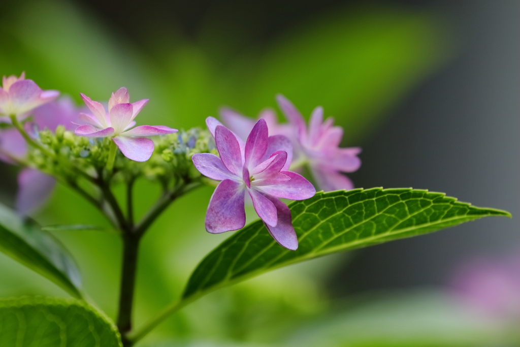 紫陽花　　　IMG-0707