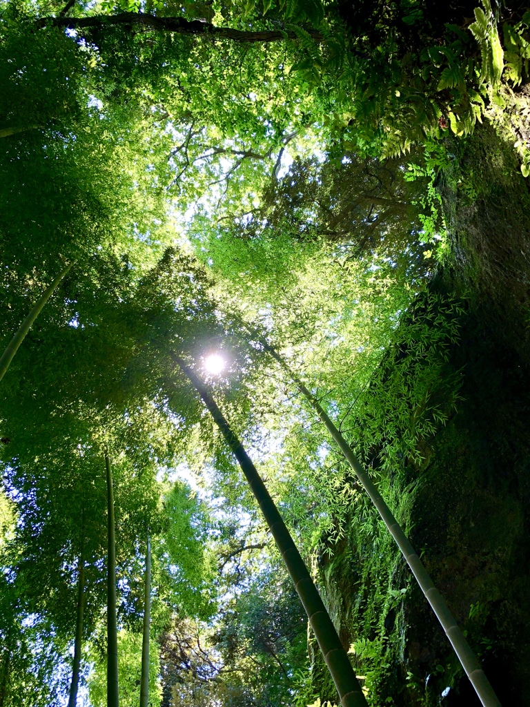 竹林と太陽