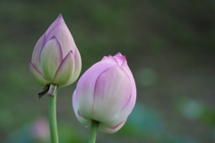 蓮の花