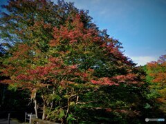 紅葉（早かった・・・）2