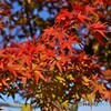 亀山公園紅葉２