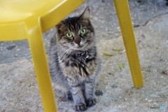 かわいい猫ちゃん