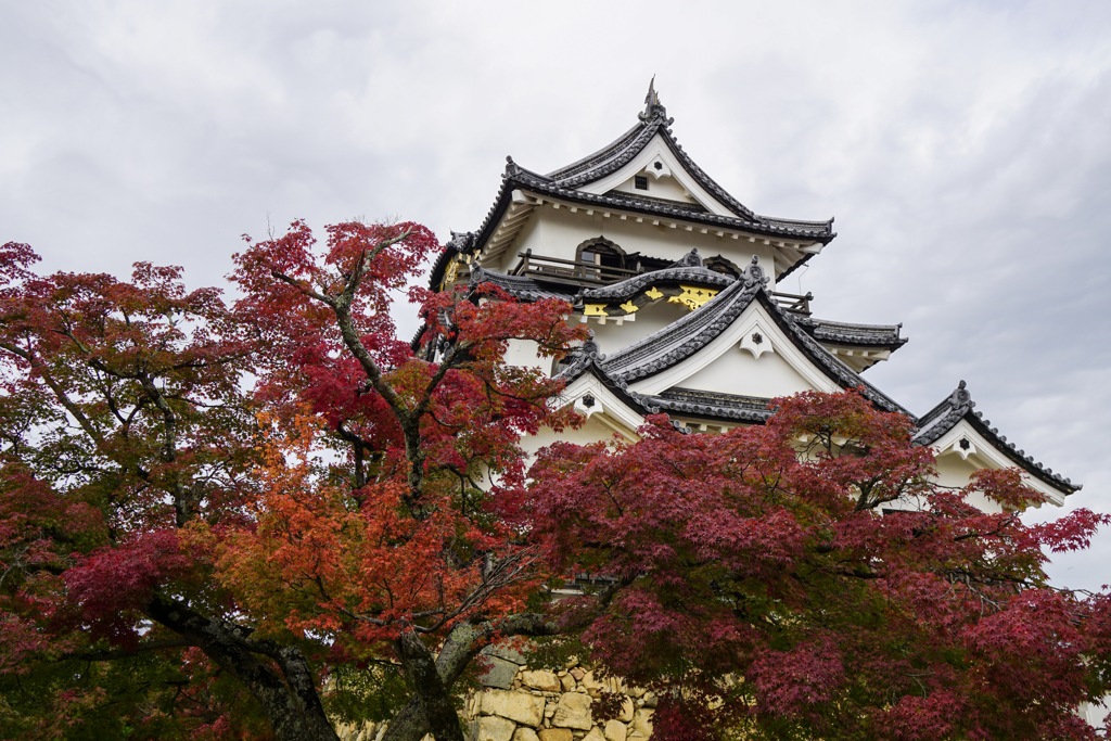 彦根城と紅葉