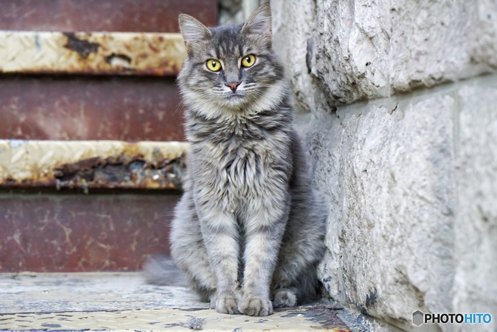 猫inヨルダン