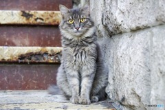 猫inヨルダン