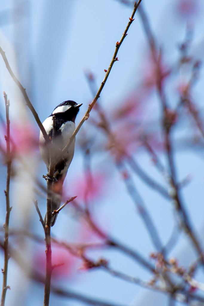 梅木に留まるシジュウカラ