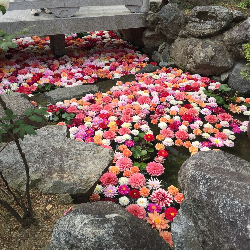 ダリア（岡寺）