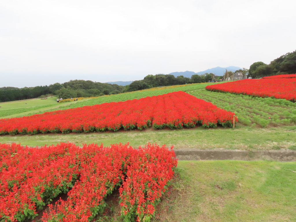 あわじ花さじき