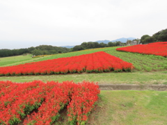 あわじ花さじき