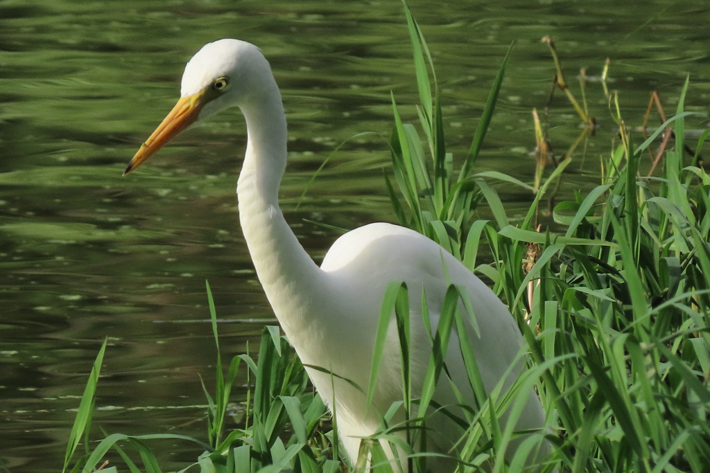 チュウサギ