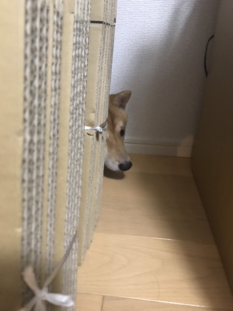 四方そういちから逃げろ！