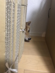 四方そういちから逃げろ！