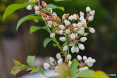 我が庭に咲く花
