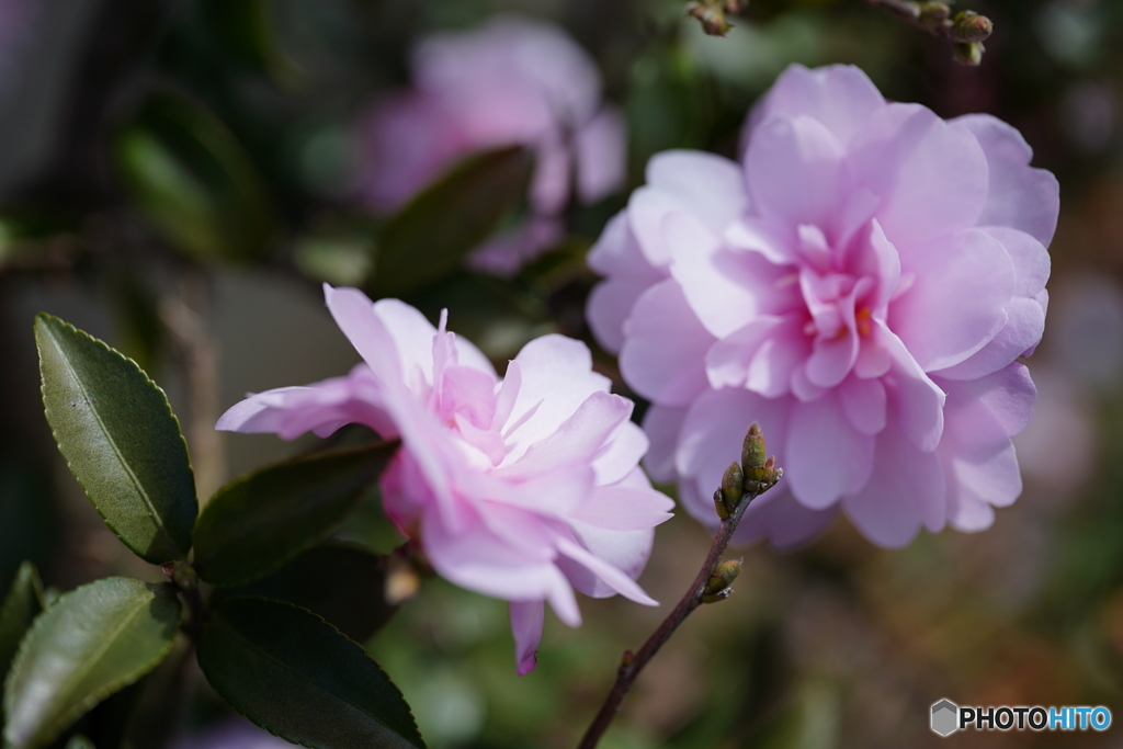 線路沿いの山茶花