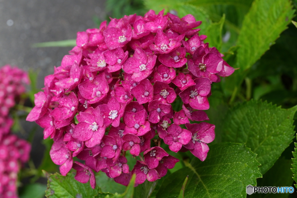 紫陽花3態