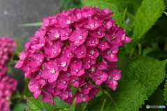 紫陽花3態
