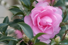 午後の散歩・山茶花