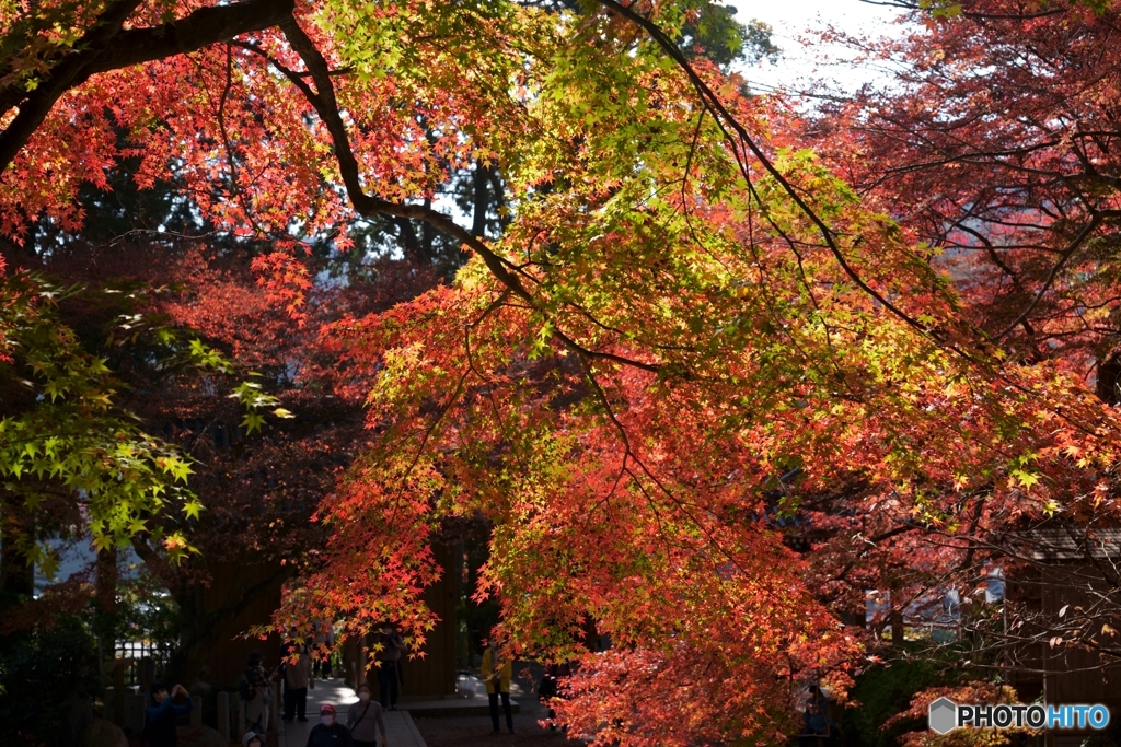 秋燃ゆる・大興善寺