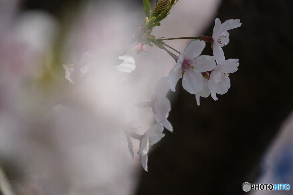 散歩写真・桜の花弁