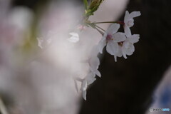 散歩写真・桜の花弁