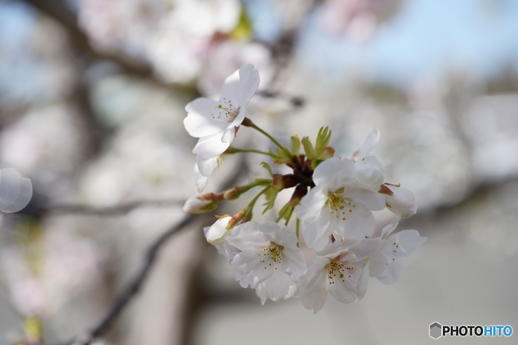 桜開花Ⅱ